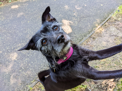 A small black terrier dog on a walk at East Kilbride.