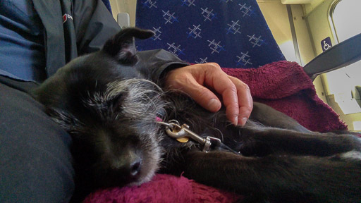A small black terrier dog on a train between East Kilbride and Glasgow Central.