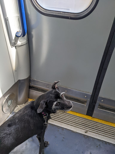 A small black terrier dog on a train between Glasgow Central (low level) and Hyndland.