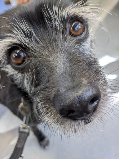 A small black terrier dog on a train between Hyndland and Anniesland.