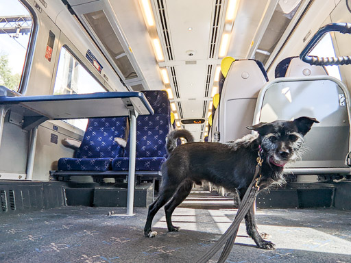 A small black terrier dog on a train between Anniesland and Maryhill.