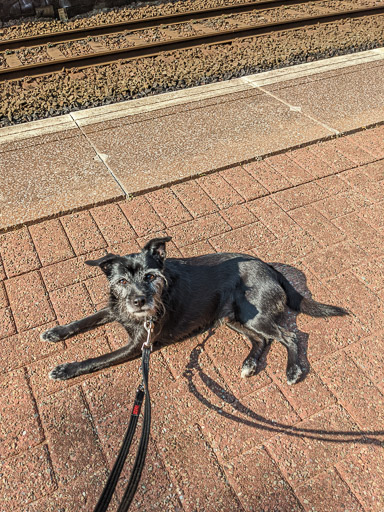 A small black terrier dog at Gilshochill Station.