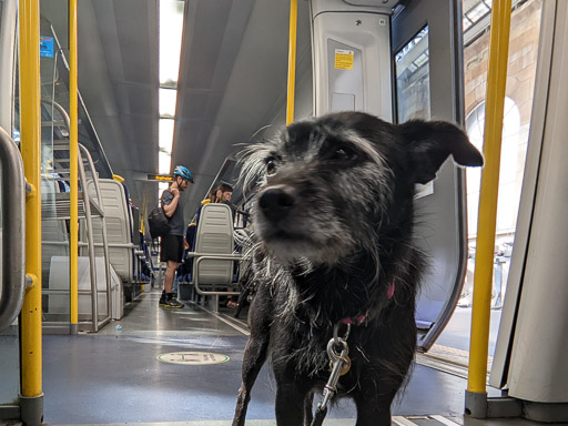 A small black terrier dog on a train between Glasgow Central and Hillington East.