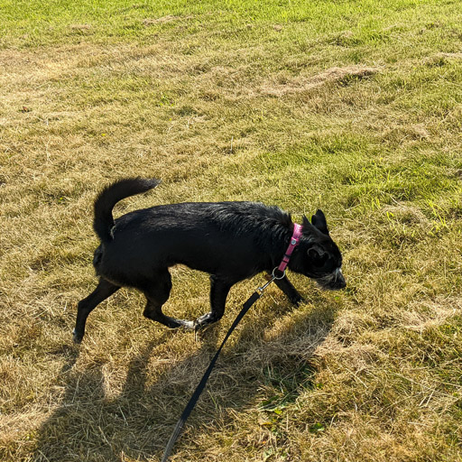 A small black terrier dog on a walk at Hillington East.
