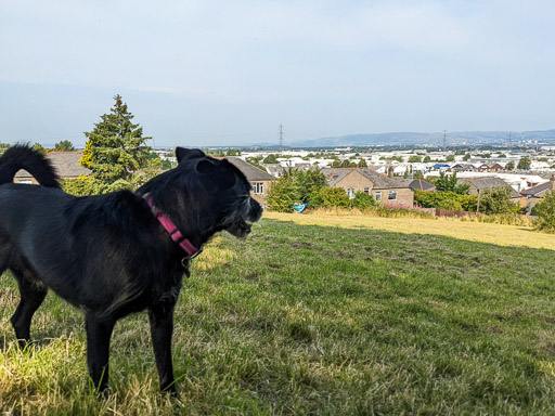 A small black terrier dog on a walk at Hillington East.