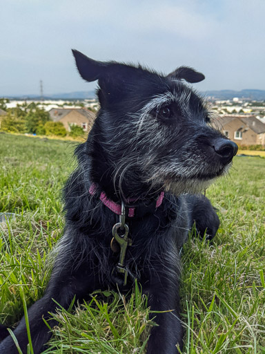 A small black terrier dog on a walk at Hillington East.