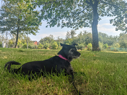 A small black terrier dog on a walk between Hillington East and Hillington West.