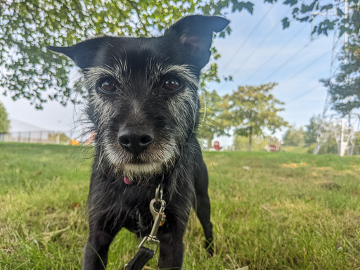 A small black terrier dog on a walk between Hillington East and Hillington West.