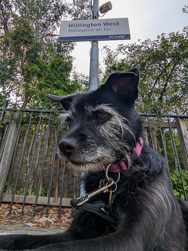 A small black terrier dog at Hillington West Station.