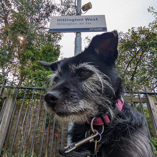A small black terrier dog at Hillington West Station.