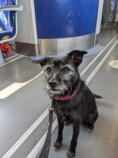 A small black terrier dog on a train between Hillington West and Greenock West.