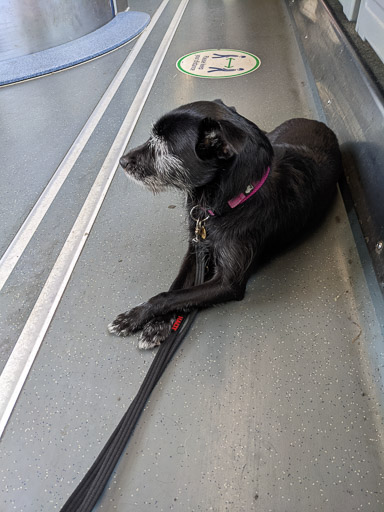 A small black terrier dog on a train between Hillington West and Greenock West.