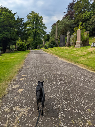 A small black terrier dog on a walk at Greenock West.