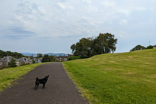 A small black terrier dog on a walk at Greenock West.