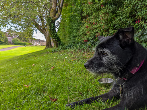 A small black terrier dog on a walk at Greenock West.