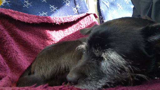 A small black terrier dog on a train between Greenock West and Glasgow Central.