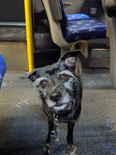 A small black terrier dog on a train between Glasgow Queen Street and Gilshochill.
