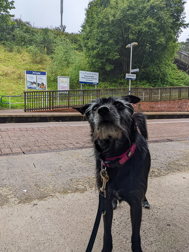 A small black terrier dog at Gilshochill Station.