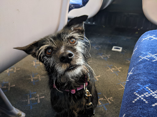 A small black terrier dog on a train between Gilshochill and Glasgow Queen Street.