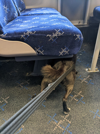 A small black terrier dog on a train between Gilshochill and Glasgow Queen Street.