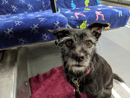 A small black terrier dog on a train between Glasgow Central and Greenock Central.