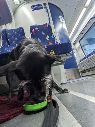 A small black terrier dog on a train between Glasgow Central and Greenock Central.