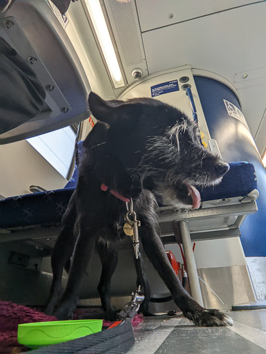 A small black terrier dog on a train between Glasgow Central and Greenock Central.