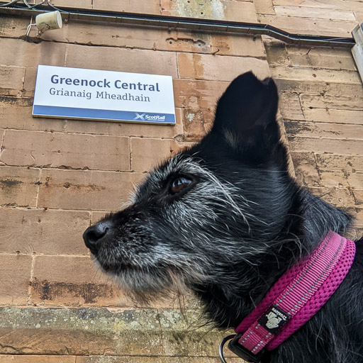 A small black terrier dog at Greenock Central Station.