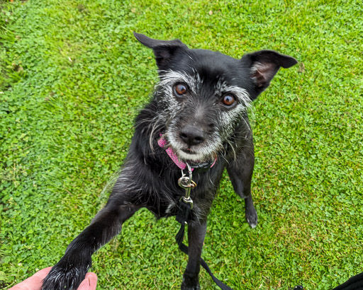 A small black terrier dog on a walk at Greenock Central.