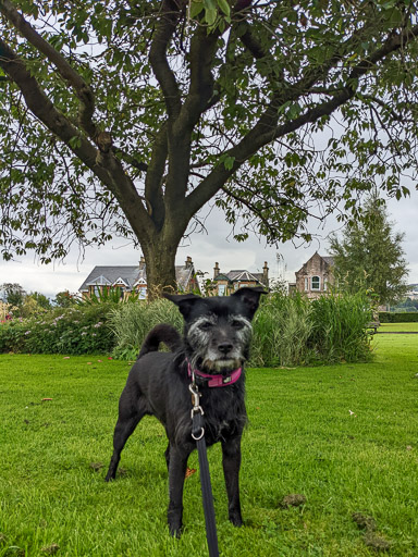 A small black terrier dog on a walk at Greenock Central.