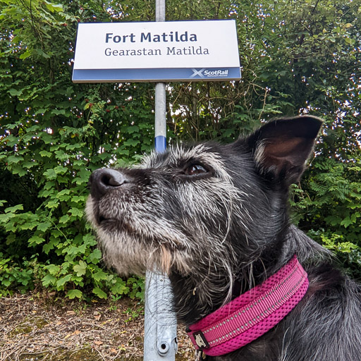 A small black terrier dog at Fort Matilda Station.