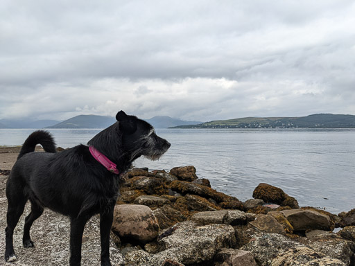 A small black terrier dog on a walk at Fort Matilda.