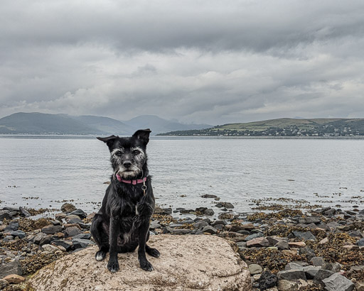 A small black terrier dog on a walk at Fort Matilda.