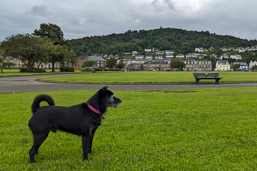 A small black terrier dog on a walk at Fort Matilda.