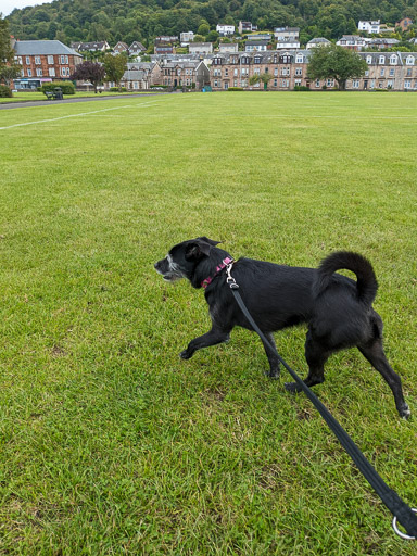 A small black terrier dog on a walk at Fort Matilda.