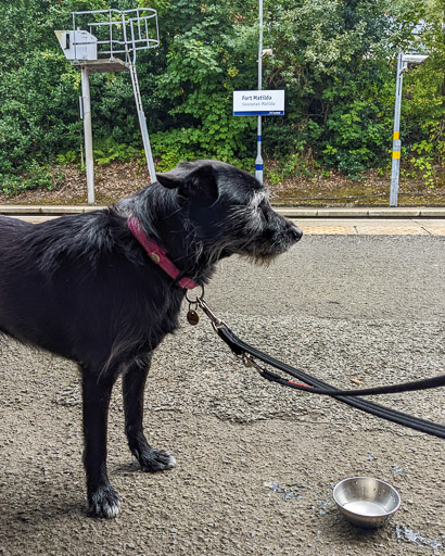 A small black terrier dog at Fort Matilda Station.