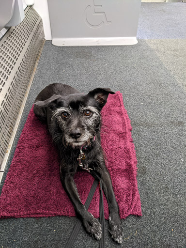 A small black terrier dog on a train between Fort Matilda and Glasgow Central.