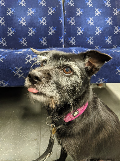 A small black terrier dog on a train between Glasgow Central Low Level and Hyndland.