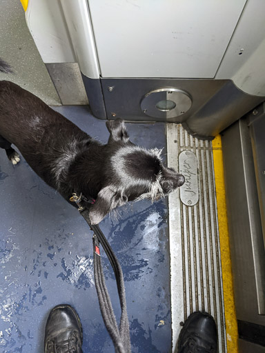 A small black terrier dog on a train between Hyndland and Anniesland.