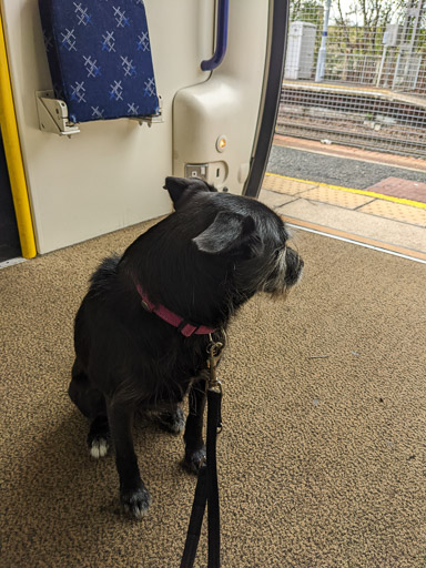 A small black terrier dog on a train between Anniesland and Maryhill.