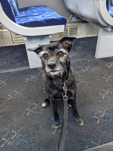 A small black terrier dog on a train between Falkirk High and Falls Of Cruachan.