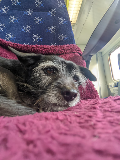 A small black terrier dog on a train between Falkirk High and Falls Of Cruachan.