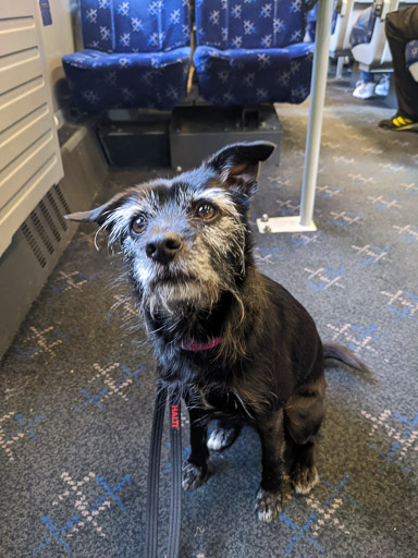 A small black terrier dog on a train between Maryhill and Glasgow Queen Street.