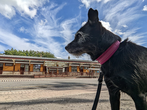 A small black terrier dog at Gleneagles Station.