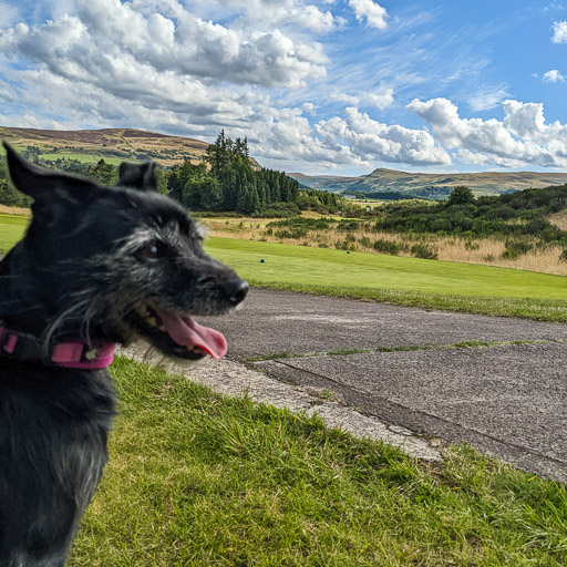 A small black terrier dog on a walk at Gleneagles.