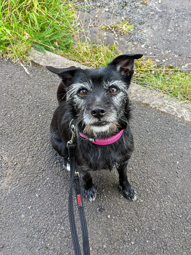 A small black terrier dog on a walk at Gleneagles.