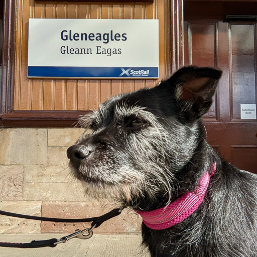 A small black terrier dog at Gleneagles Station.