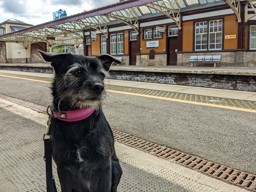 A small black terrier dog at Gleneagles Station.