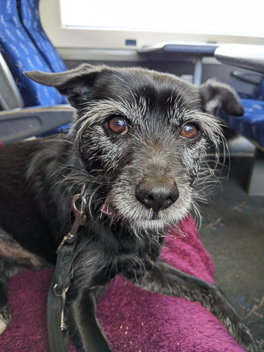 A small black terrier dog on a train between Gleneagles and Glasgow Queen Street.