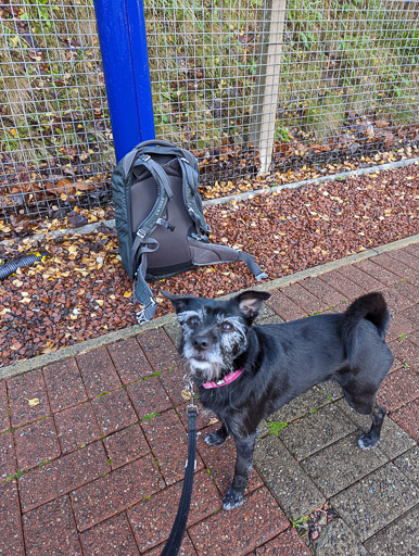 A small black terrier dog at Gilshochill Station.